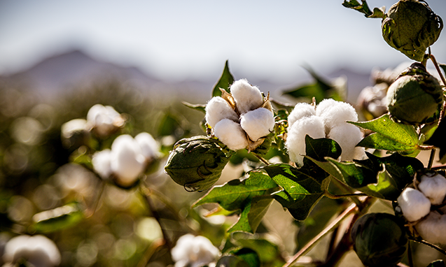BCI Cotton BCI Cotton