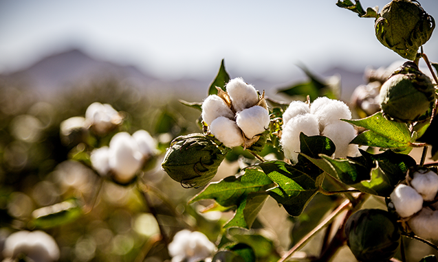 BCI Cotton